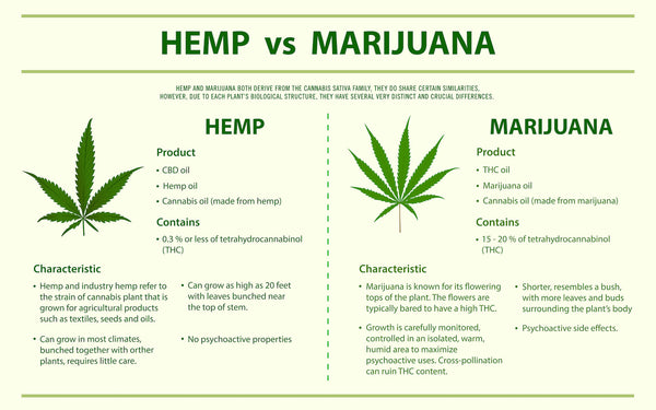 F.A.Q Series: What’s the difference between Hemp Oil and CBD Oil?